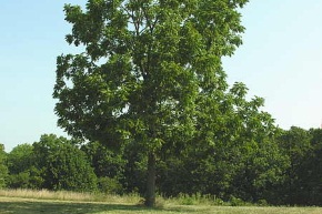 ウォルナットの木の姿